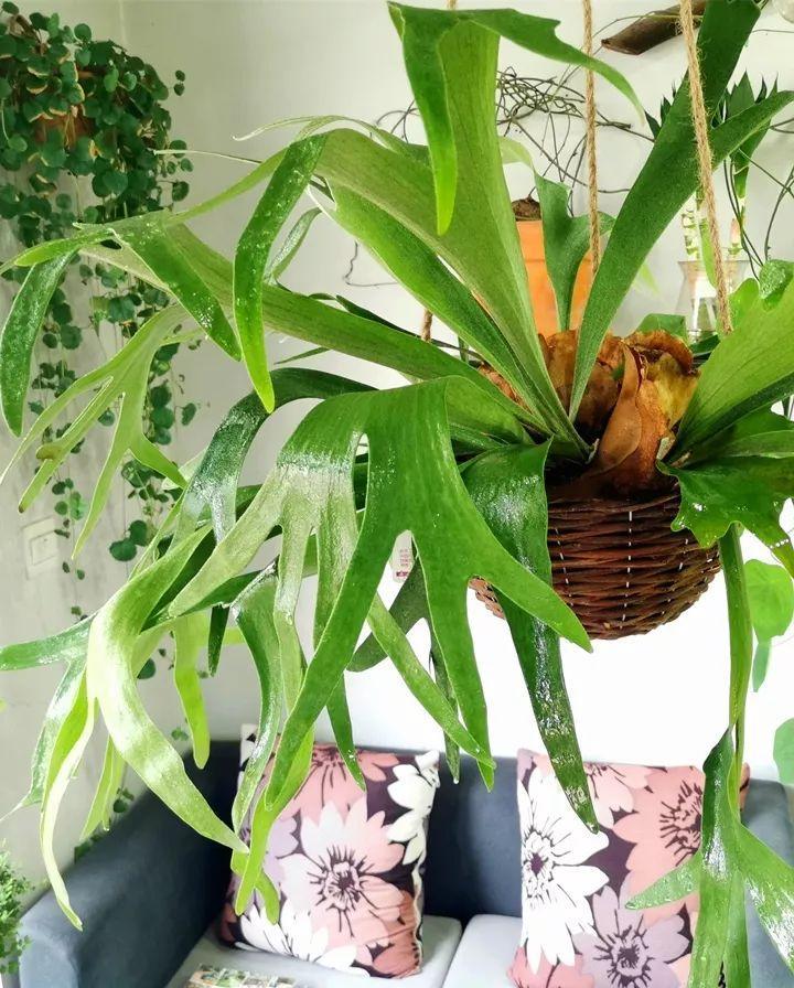 适合室内养的耐阴花和植物,什么花耐阴最好养不怕晒