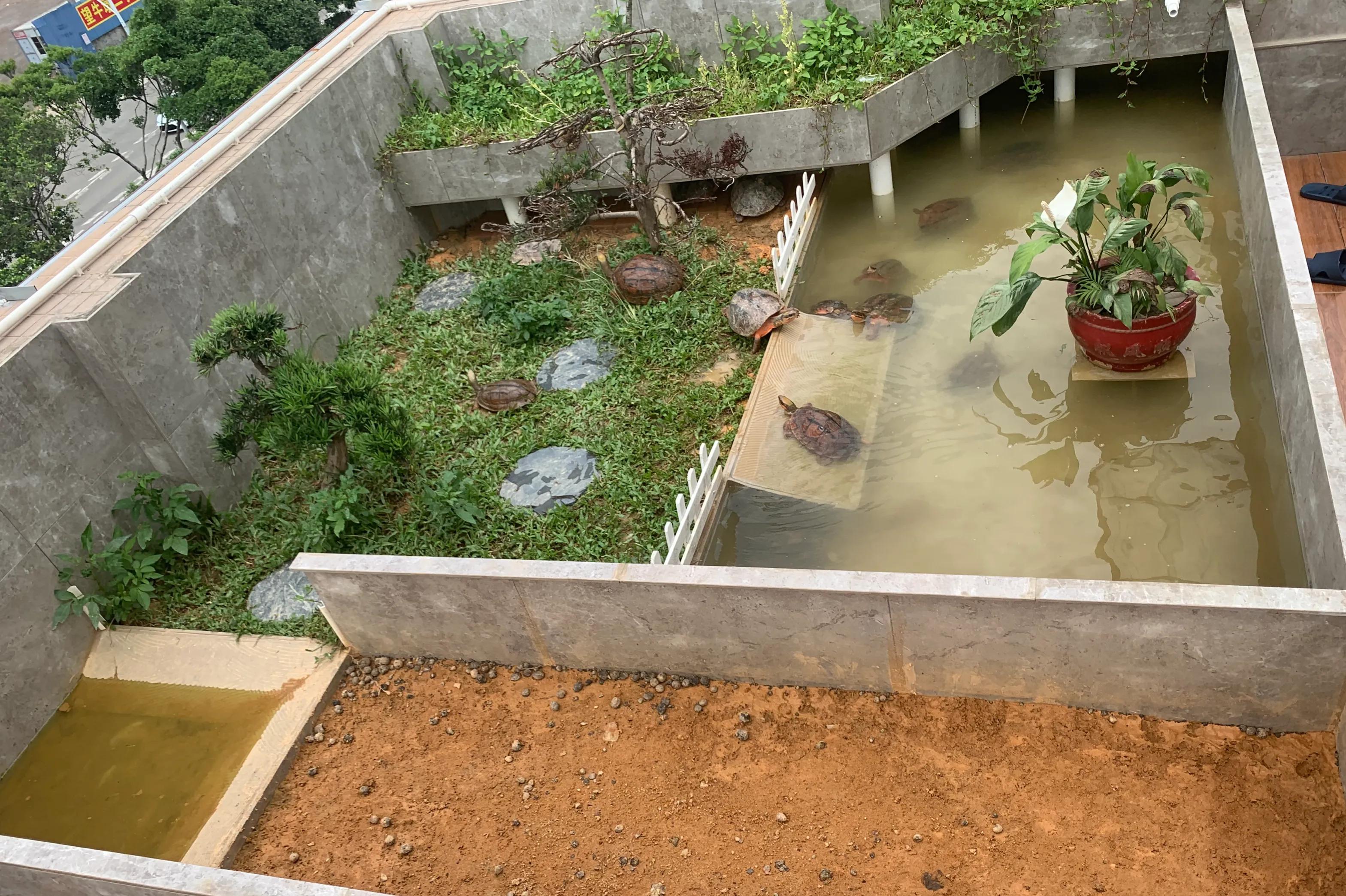 三线闭壳金钱龟养殖方法,三线闭壳金钱龟陆养