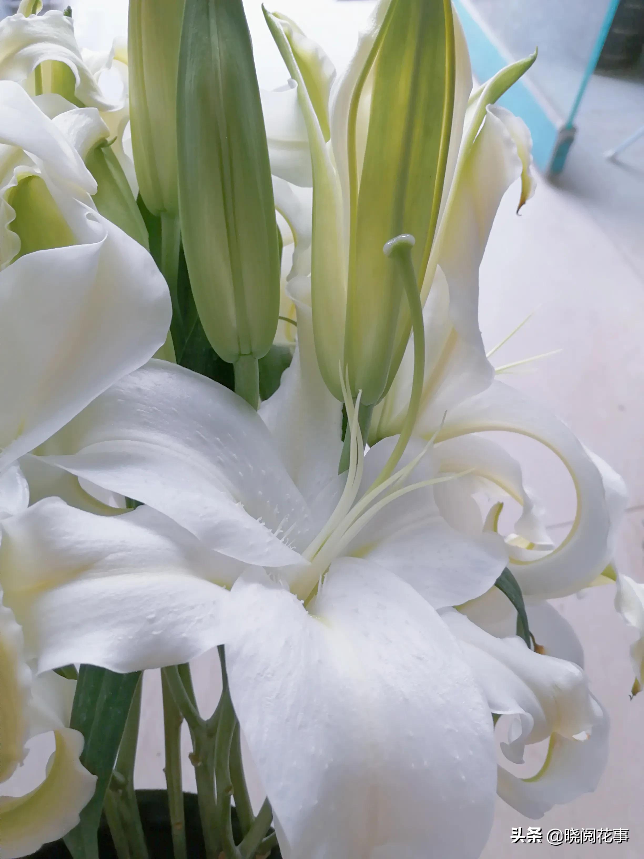 看病人送什么花男士,看病人送什么花比较好一点