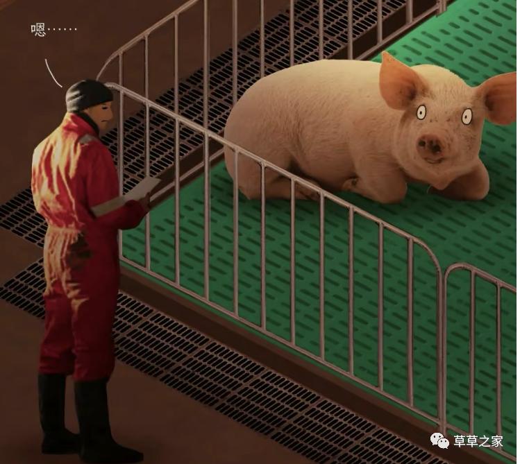 自强不息的一生，*猪种**的一生，生下来就被注定，看后你会感同身受