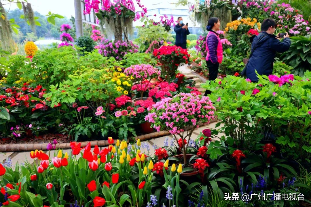 2023年全国兰花展预告,世界上最好看的兰花展