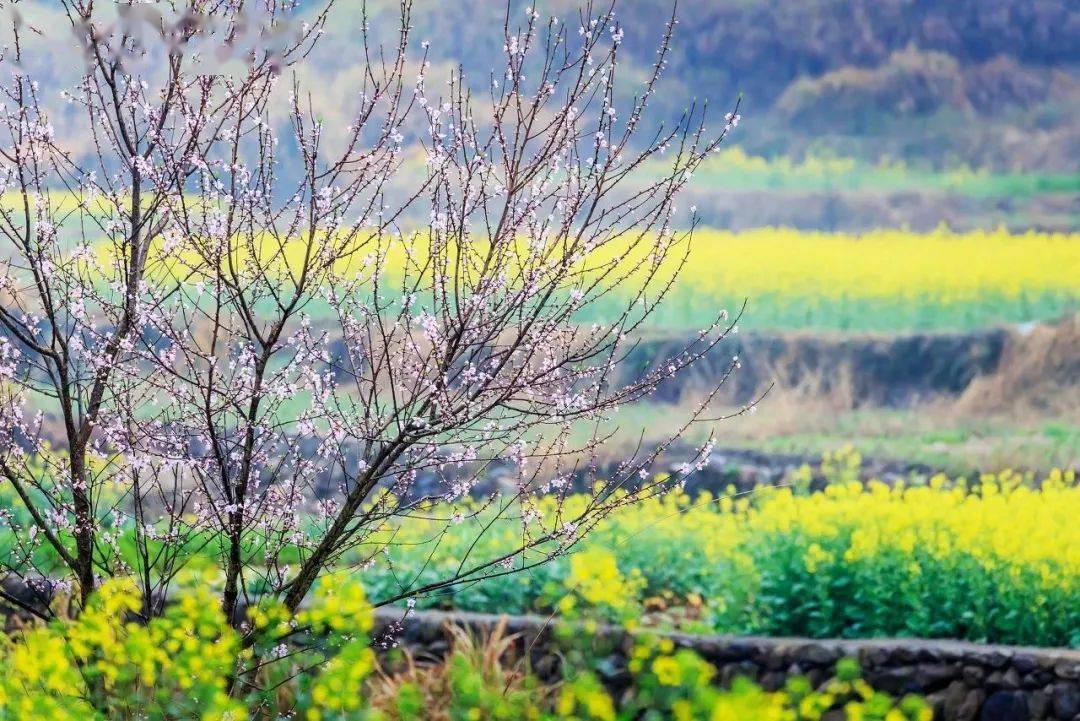 关于春和龙的诗词飞花令,带春字的诗词飞花令