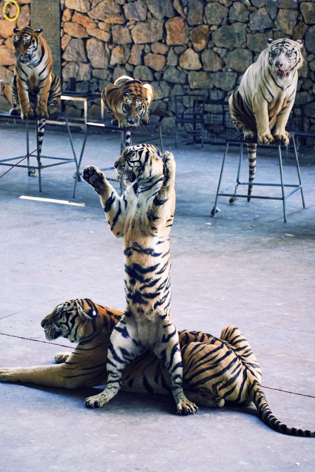 安吉亲子旅游必去的景点,安吉最新亲子旅游度假