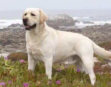 狗狗的出生纸是什么,狗狗的出生纸怎么弄出来