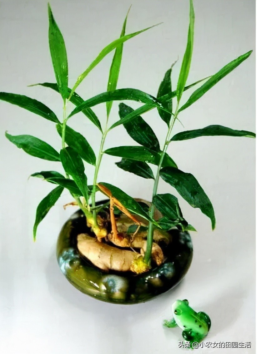 家庭种植生姜方法用什么桶,小家庭生姜种植方法