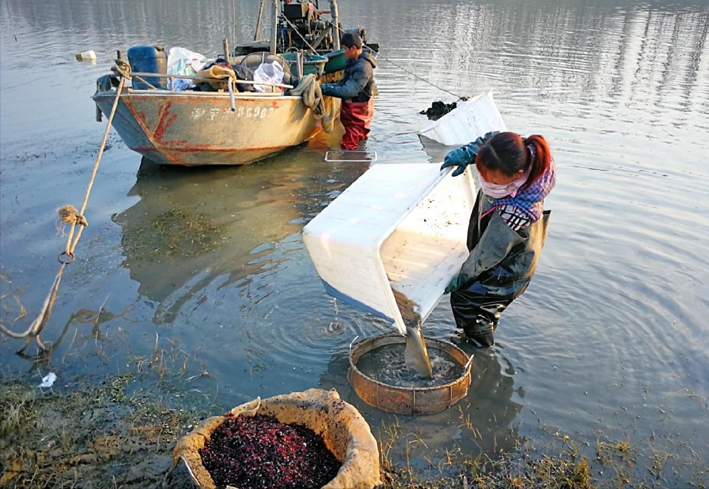 捕捞一晚获利上万,人工捕捞红虫违法吗