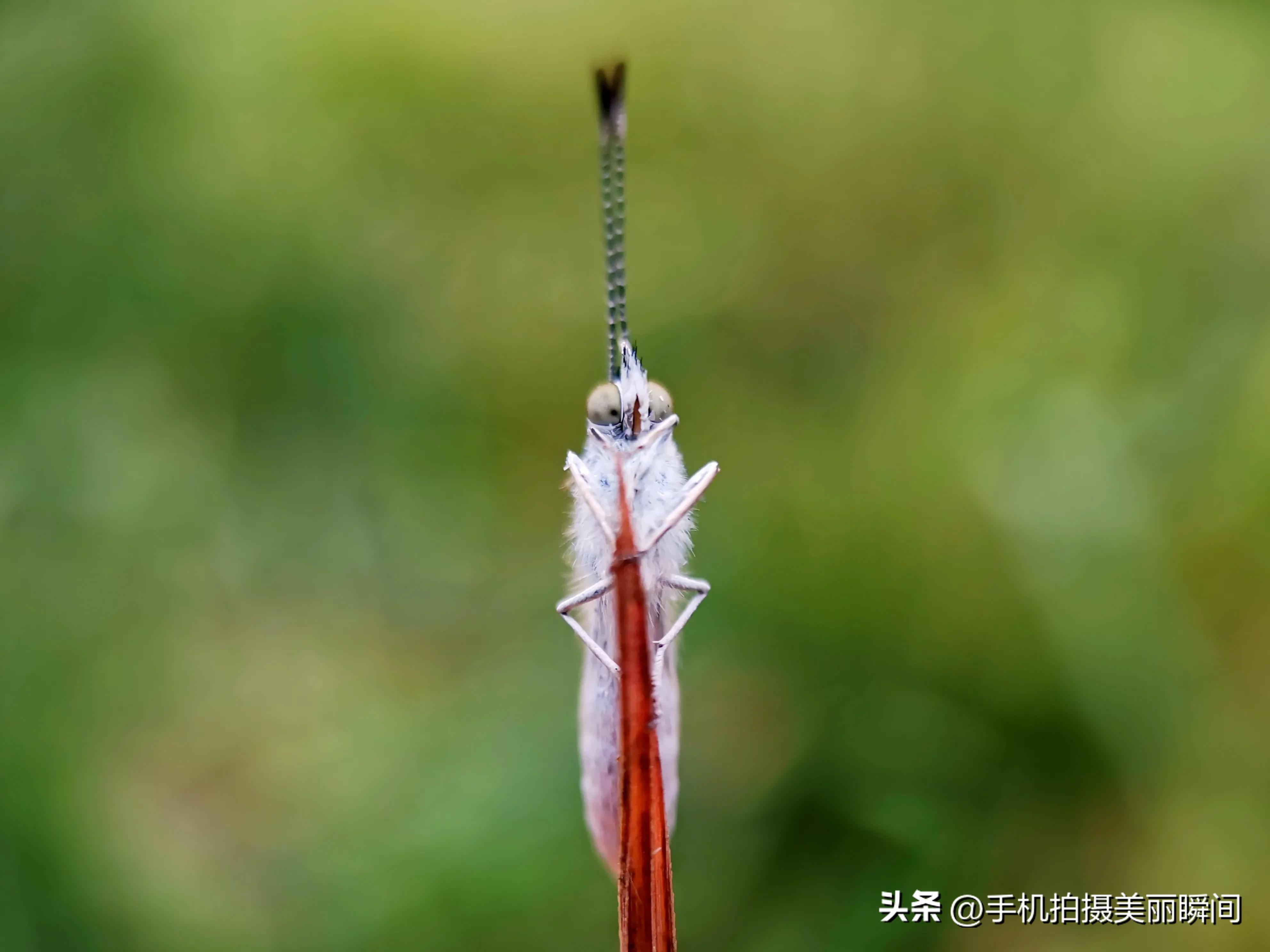 手机拍蝴蝶教程,手机拍摄蝴蝶技巧