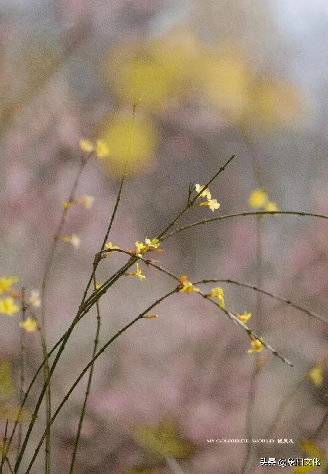 诗词/摄影鉴赏：《不负良人》《迎春花2022》《蓝海芳影》「249」