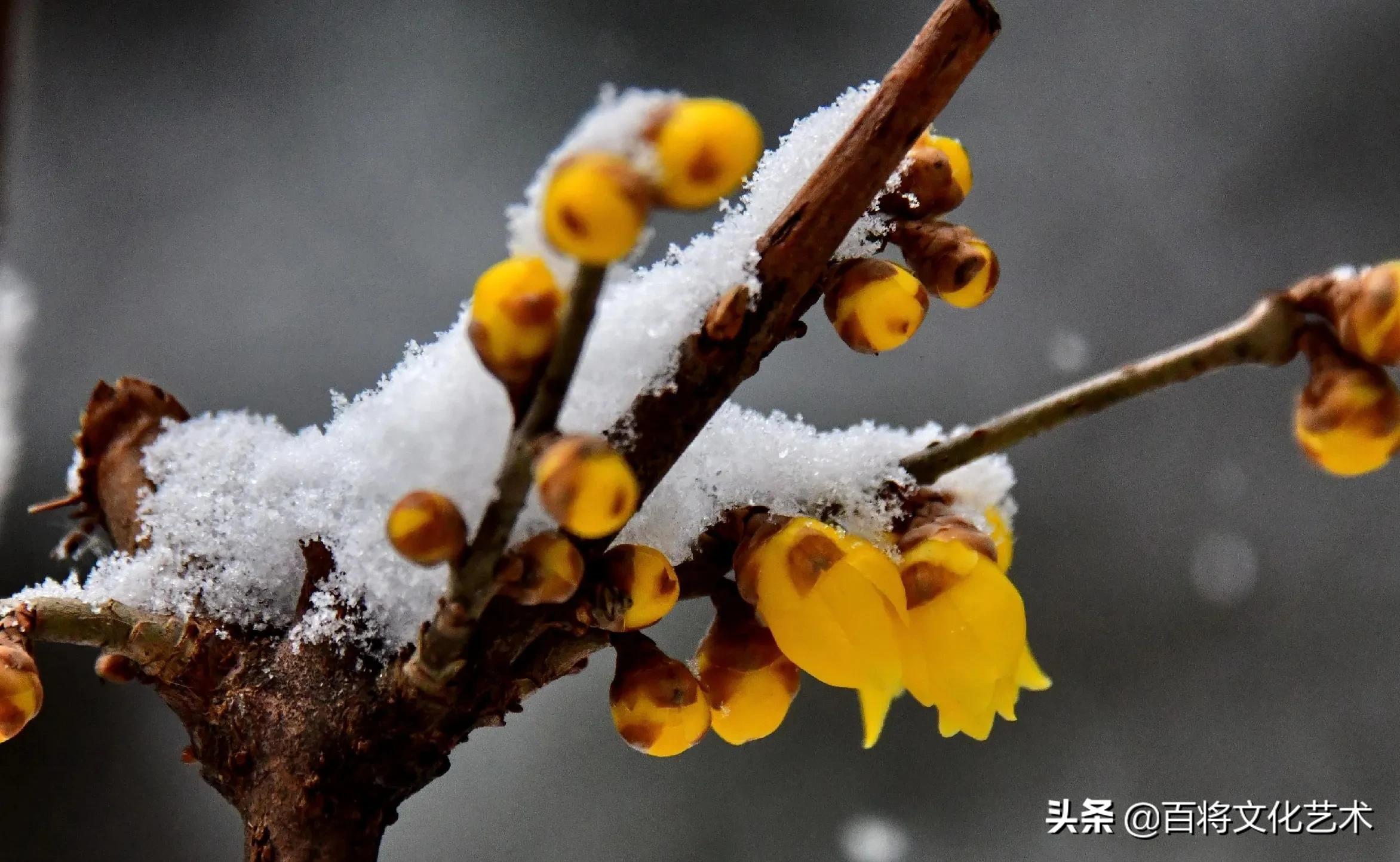 「百将文化」枝横碧玉天然瘦，恋破黄金分外香