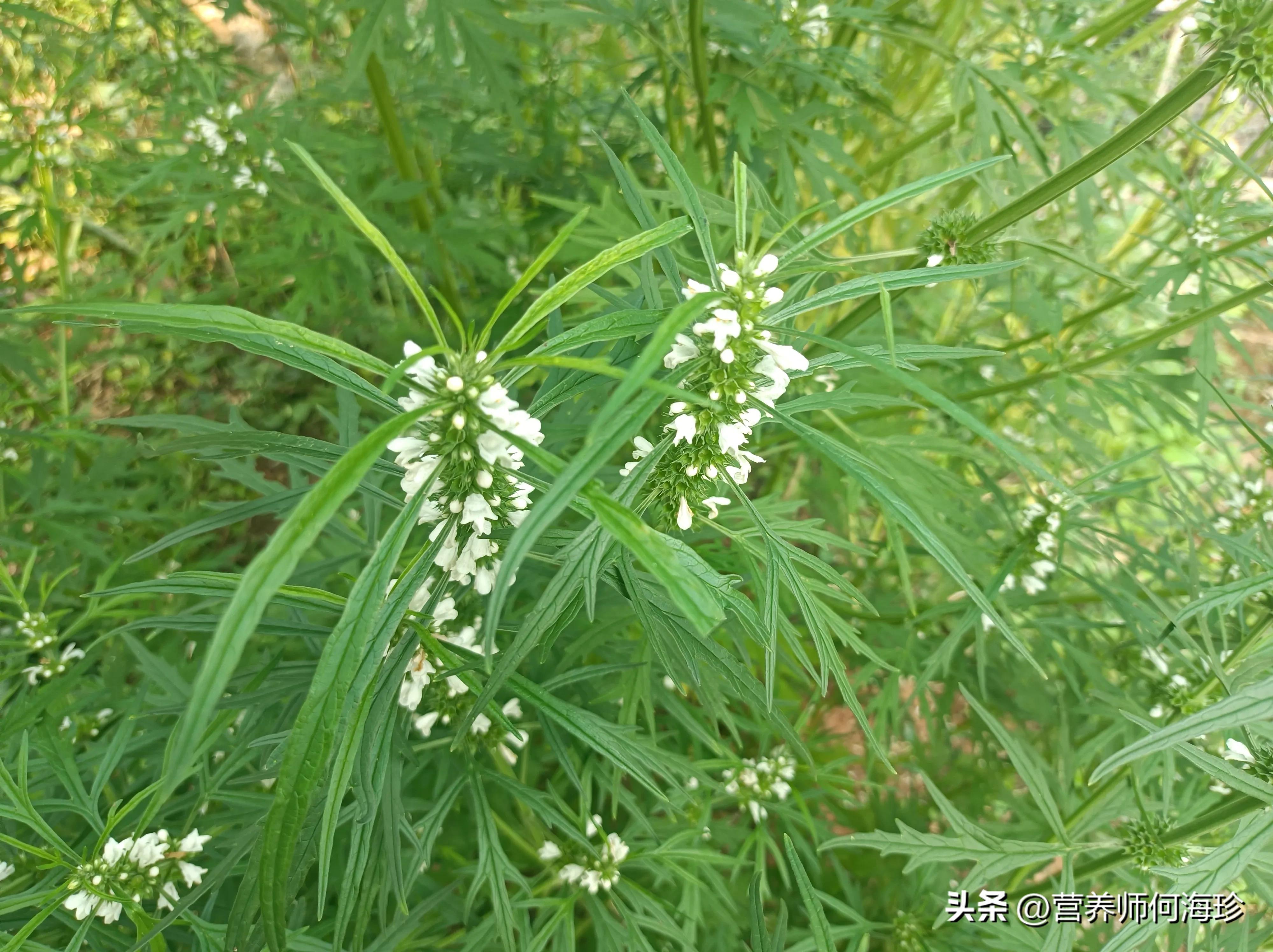 最近疯狂生长的“女人草”，年年有人挖它，因为珍贵，你可认识？