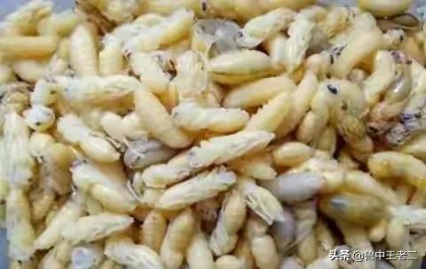 虎头蜂泛滥,欧洲虎头蜂