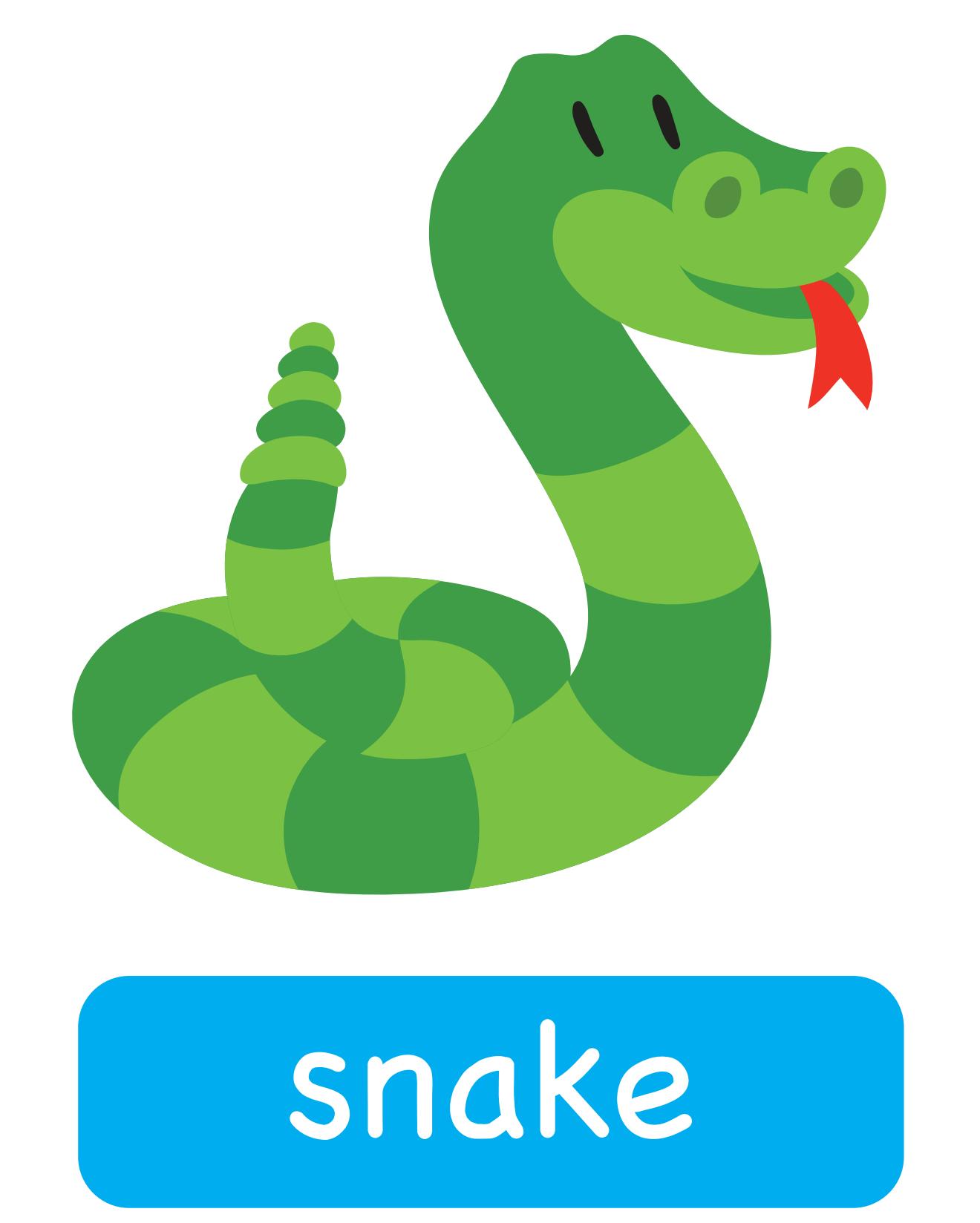 图说英语单词：高清动物类卡片，一图一单词