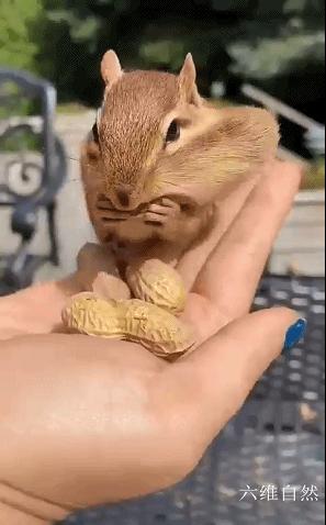 花栗鼠吃不吃瓜子,花栗鼠为什么吃花生