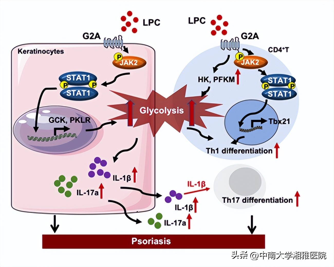 皮肤病最权威的治疗指南,皮肤病治疗综述