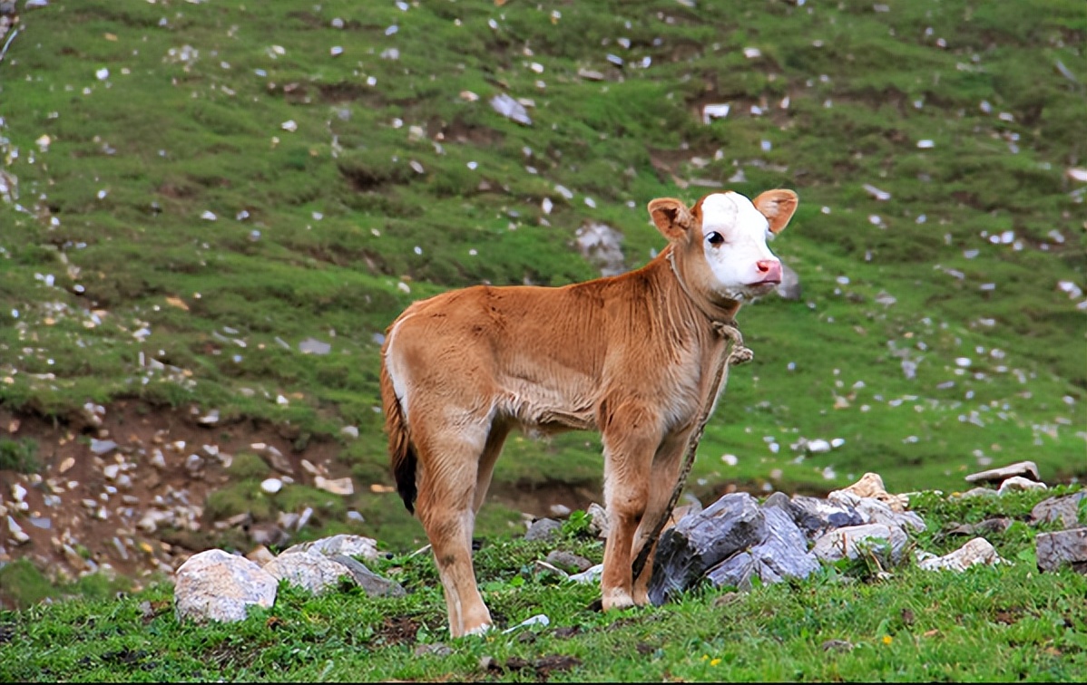 牛犊粪便是球状的怎么回事,牛犊粪便浅棕色