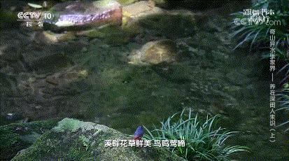 仙境张家界惊艳全世界,张家界的峰林峡谷仙境