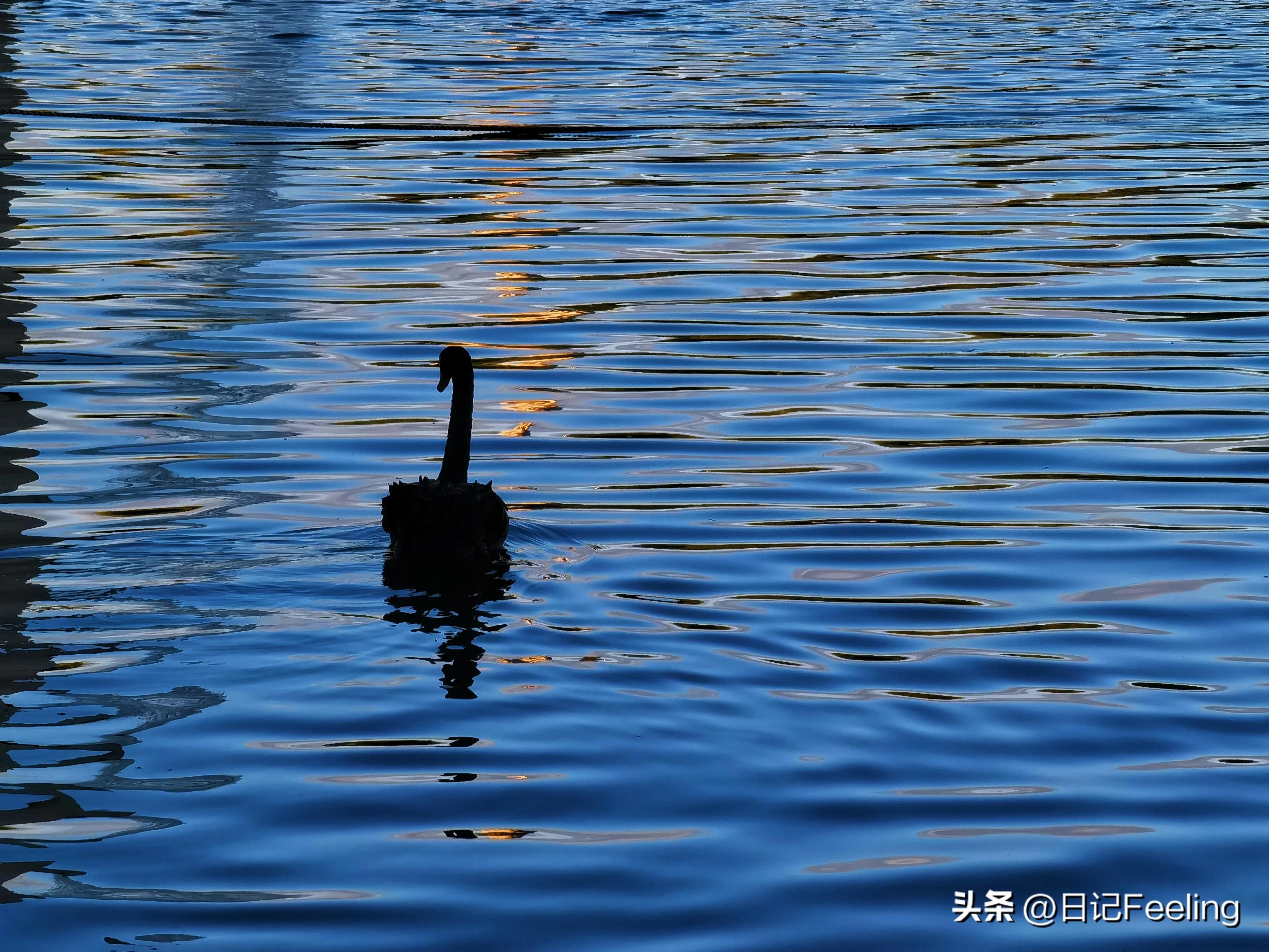 宝马冰淇淋事件分析,宝马冰淇淋事件总结