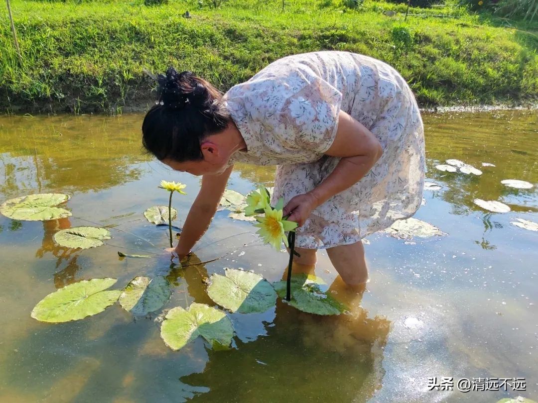 清远这里九品香莲花飘香离市区仅15分钟车程新鲜采摘泡茶美容养颜