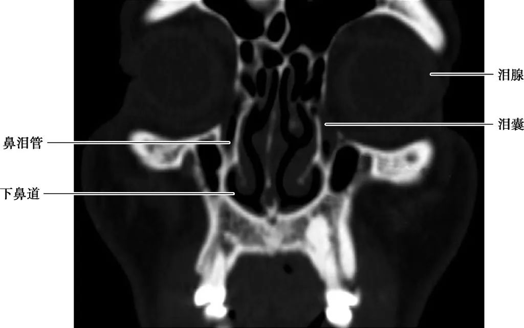 耳部解剖结构和生理功能,耳部解剖笔记