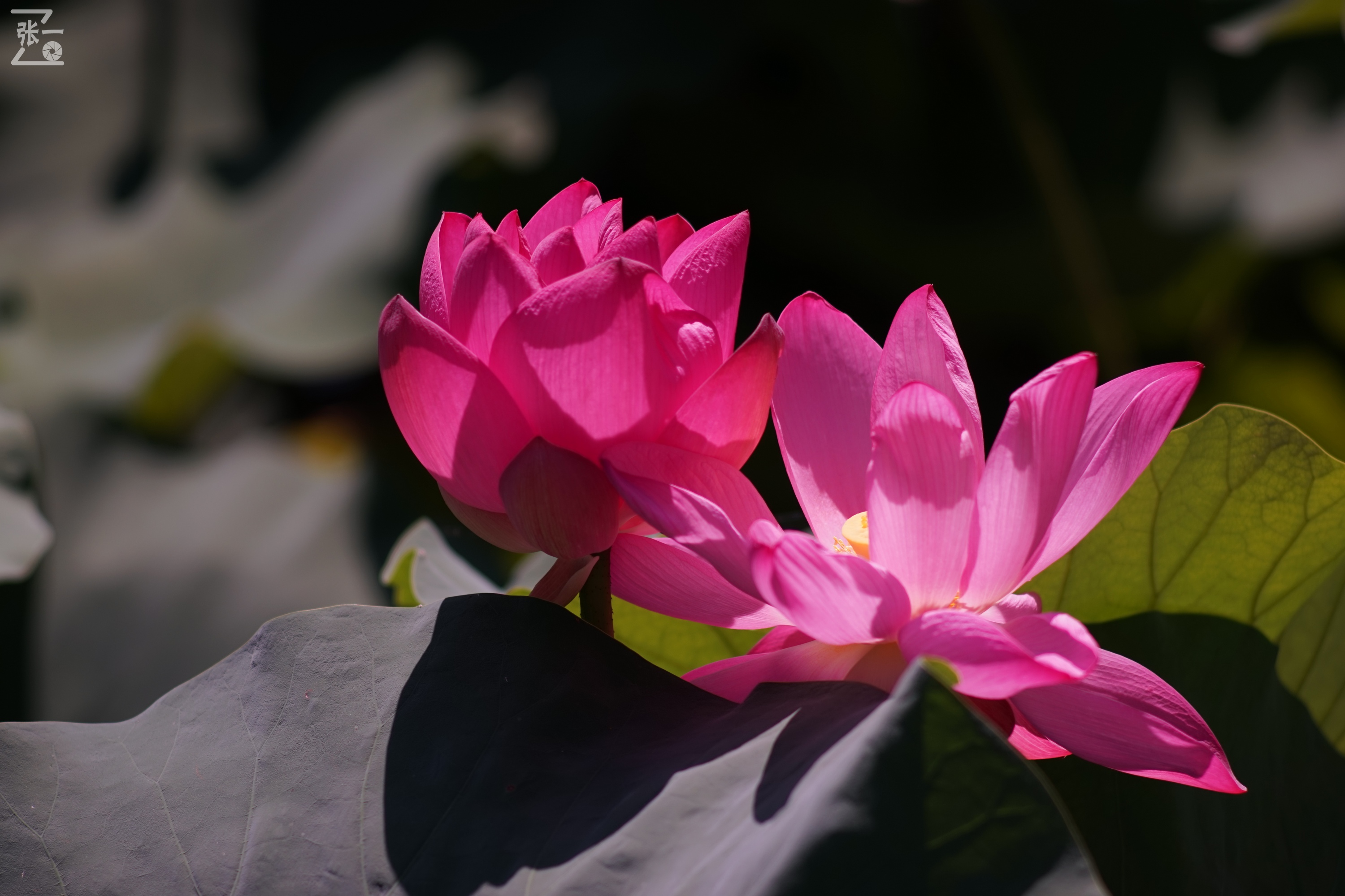 老款olympus微单拍摄技巧,日本olympus镜头