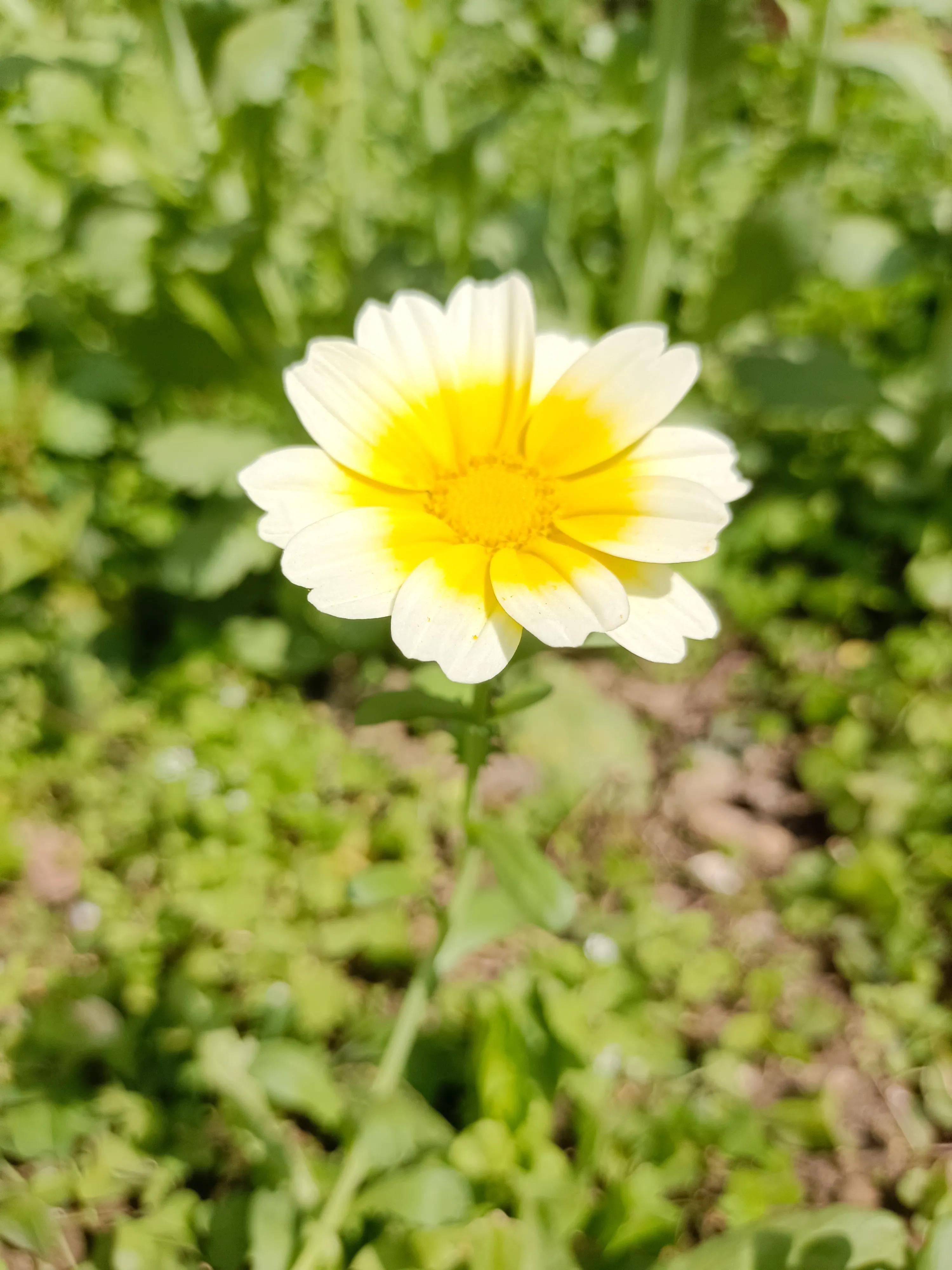 2022年，绿汀文学社《天天诗刊》第24期