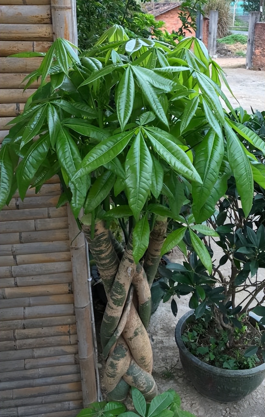 想要发财树树干粗壮应该怎样修剪,发财树怎么养根长得快