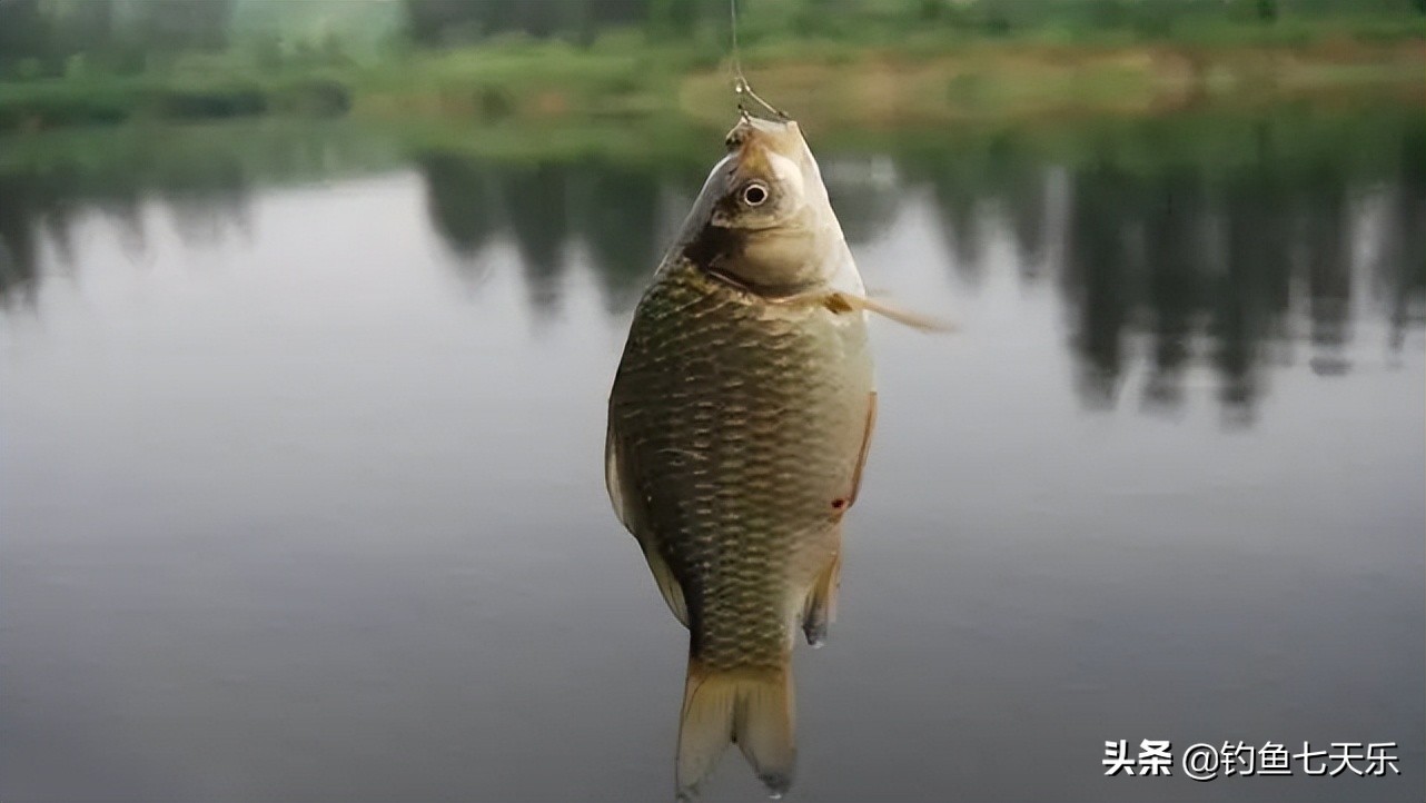 钓鱼看温度还是温差,钓鱼看水温技巧