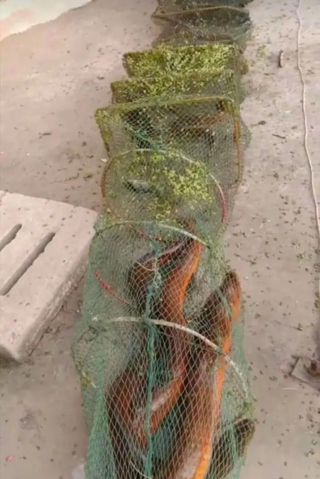 地笼捕黄鳝十大绝招,地笼捕黄鳝选择塘沟哪个位置最好