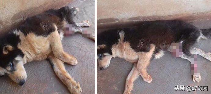 黑心狗厂,黑心宠物繁殖工厂