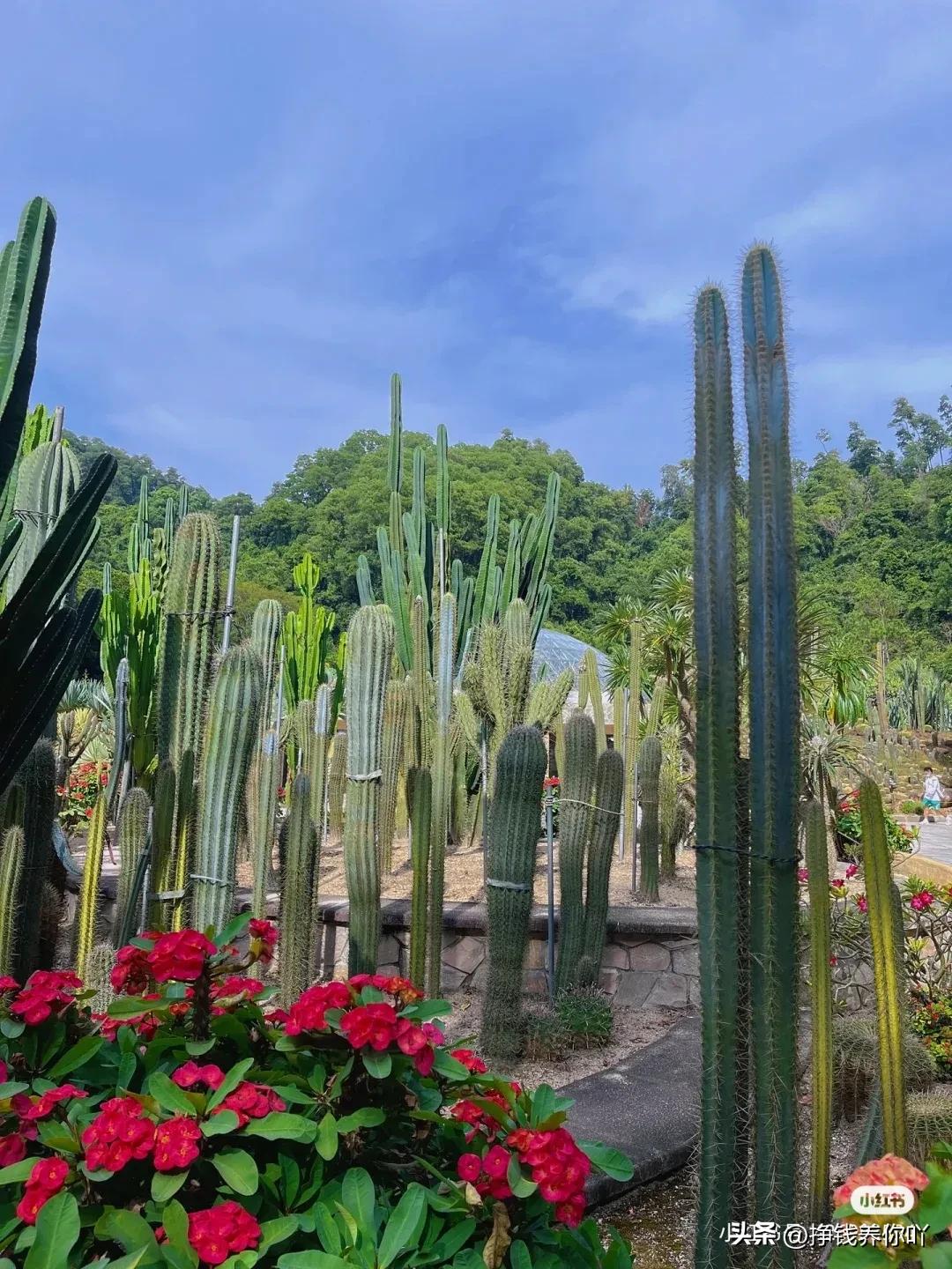 仙湖植物园门票多少钱,仙湖植物园值得打卡的地方