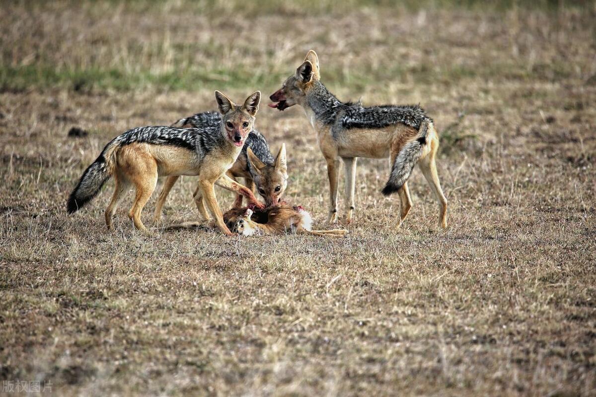 股市生存法则修炼三方面技能,股市生存法则在哪看