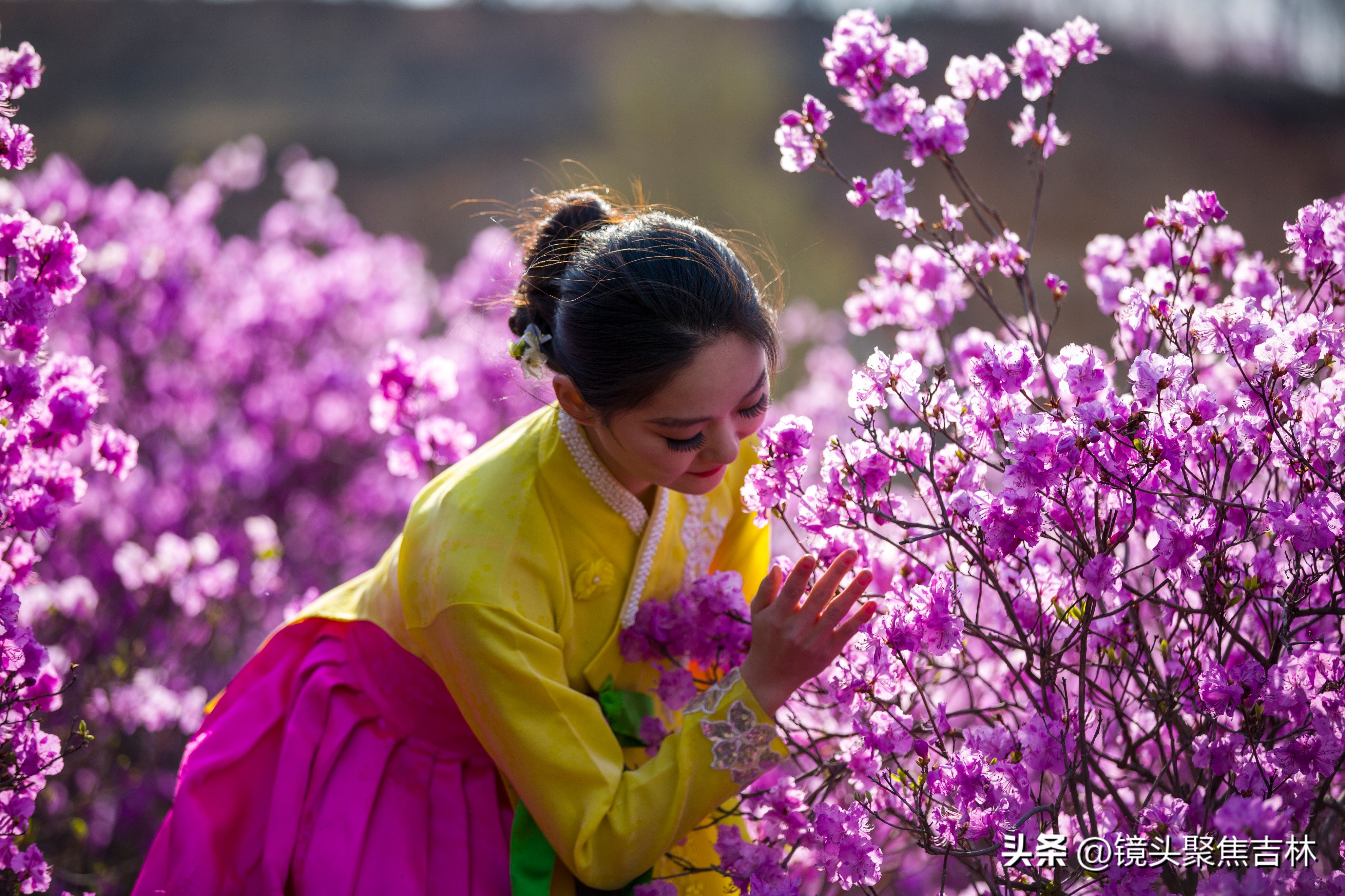 *光春**明媚吉林延边州金达莱花开美如“童话世界”