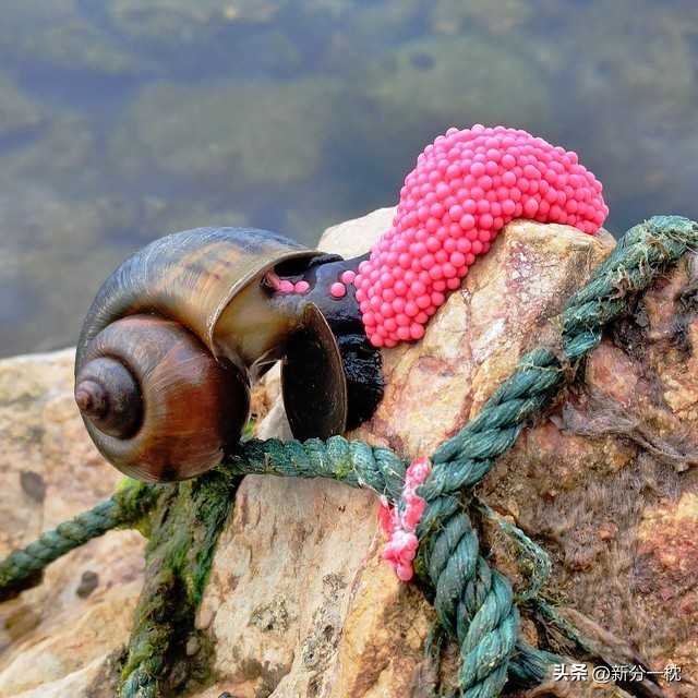 福寿螺的寄生虫有多可怕,寄生虫福寿螺