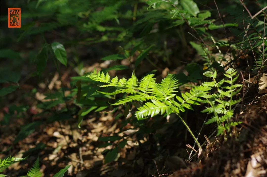 最好的易武好茶,易武茶的前世今生