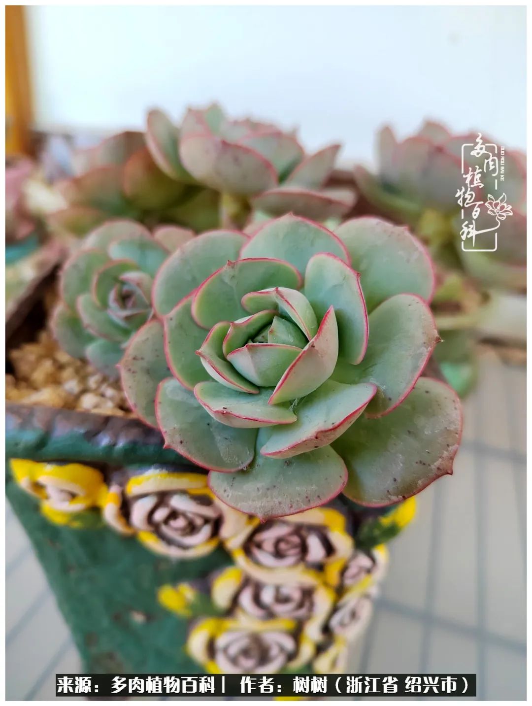 又临寒冬，暖阳下携手肉肉赏姹紫嫣红！