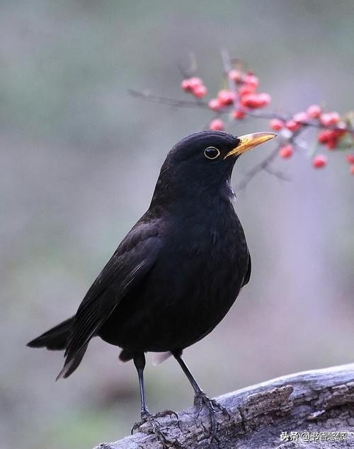 一只八哥飞来“插队”核检,一只八哥飞来插队