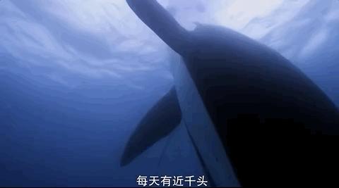 豆瓣排名第五摄人心魄的好片,豆瓣8.6分今年看过最良心的电影