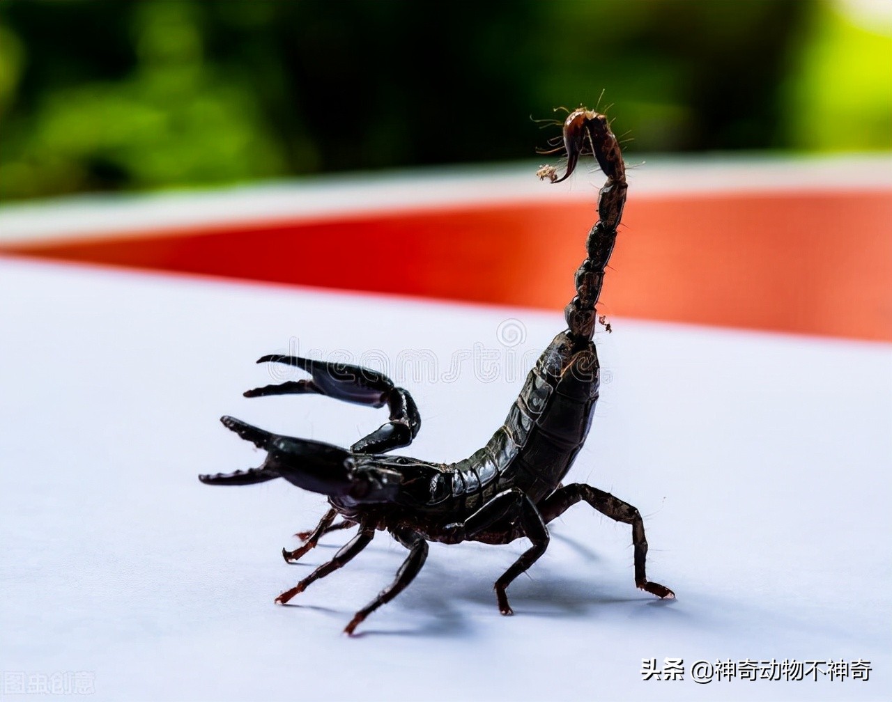 致命毒蝎号称“穷人的*品毒**”，巴铁还把它当烟抽，它有什么魔力？