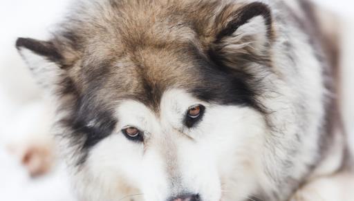 狗狗中暑怎么急救处理,狗狗中暑怎么自救