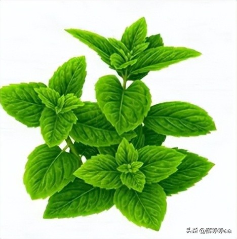 薄荷精油详细介绍,薄荷精油具有温和的能力