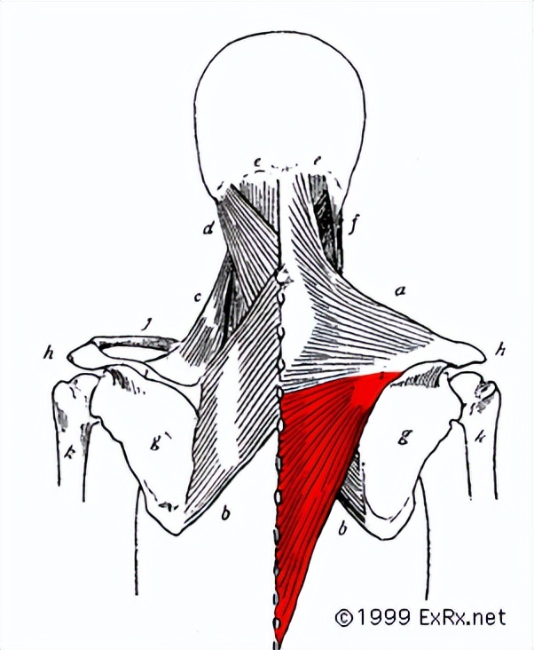 翼状肩胛可能会引起肩峰撞击吗,有翼状肩胛骨怎么练斜方肌