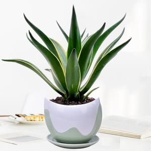 去甲醛效果最好又好养的植物,哪种植物去甲醛最好又好养