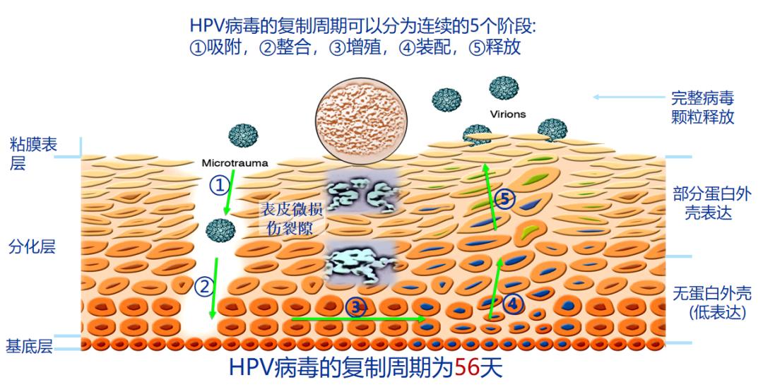 派特灵生物,派特灵生物讲解