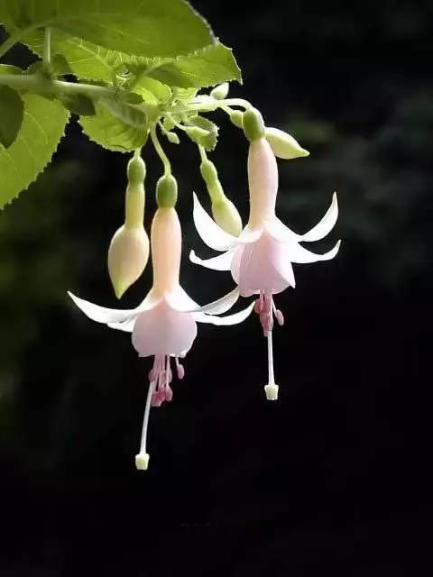 美丽的花倒挂金钟,美丽的倒挂金钟花图片