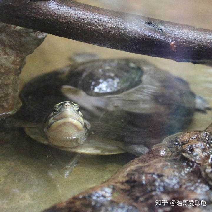 养龟活动心得,草龟新手技巧