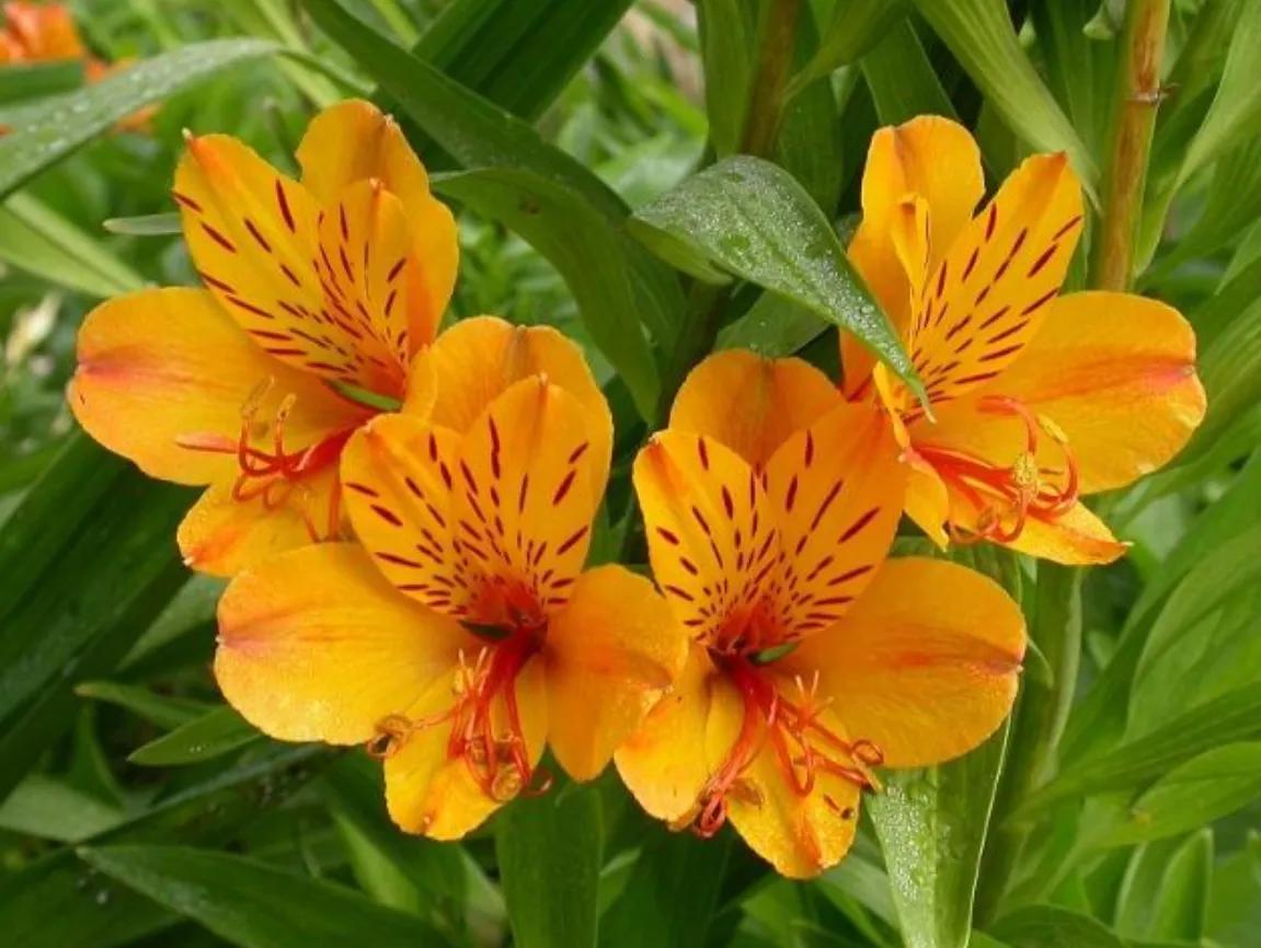 赏花旅游种什么花,春季去公园踏青上百种花让人眼花