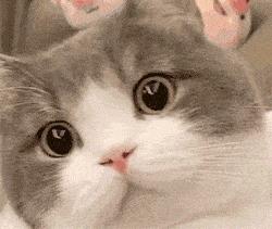 蛋氨酸含量标注,蛋氨酸含量有几种规格