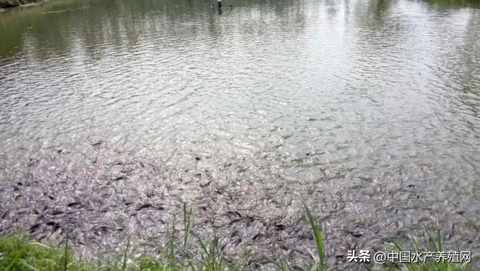 养殖一亩黑鱼可以赚多少,6亩黑鱼一年有多大收益