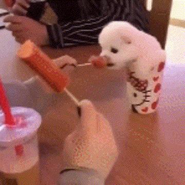 这样的阴间猫狗审美,早该翻车了