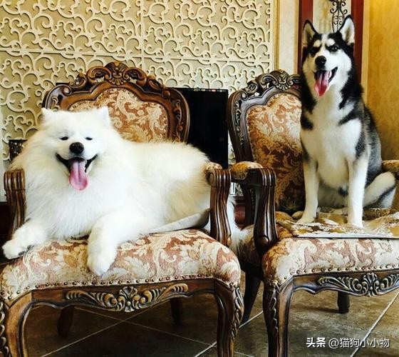 萨摩耶和哈士奇在一起会怎么样,萨摩耶跟哈士奇对比